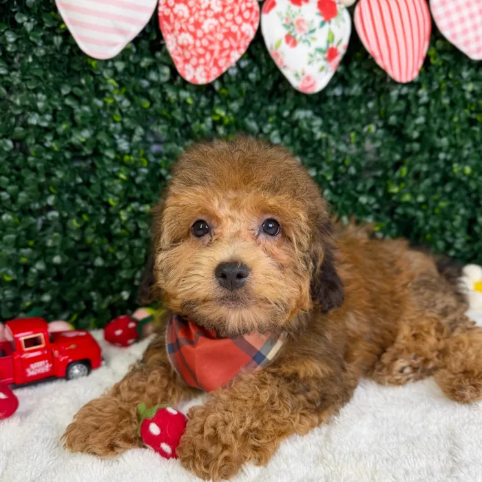 Male Havapoo puppy named Sunny for sale at Puppy Dreams - Garland.