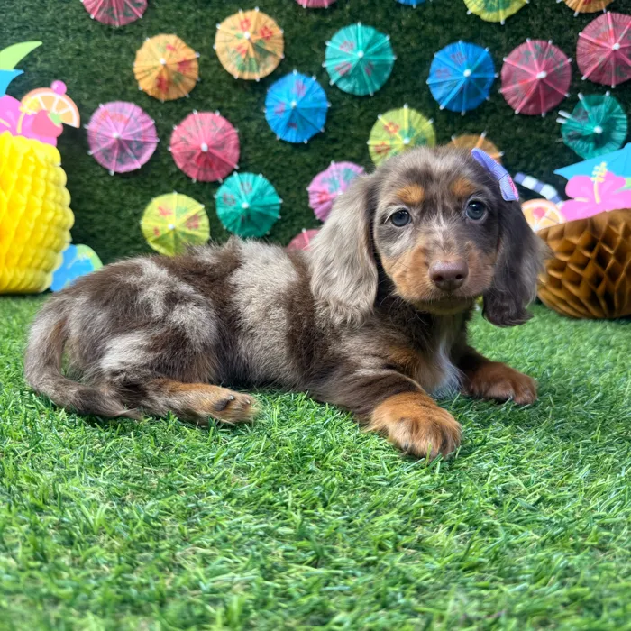 Female Dachshund puppy named Willow for sale at Puppy Dreams - Carrollton.