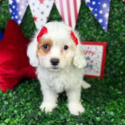 Female Cavapoo puppy named Snow for sale at Puppy Dreams - North Richland Hills.