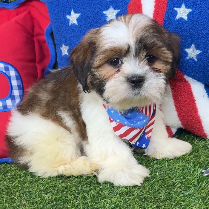 Male Shorkie puppy named Smooches for sale at Puppy Dreams - Arlington.