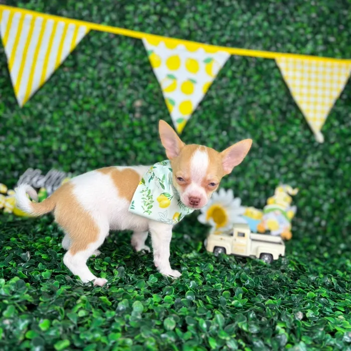 Male Chihuahua puppy named Louie for sale at Puppy Dreams - North Richland Hills.