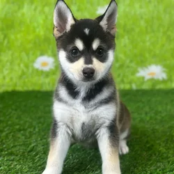 car_main_img_/media/ap_media/pets/UPMKBGLWHVHH123447.webp.250x250_q85.webp