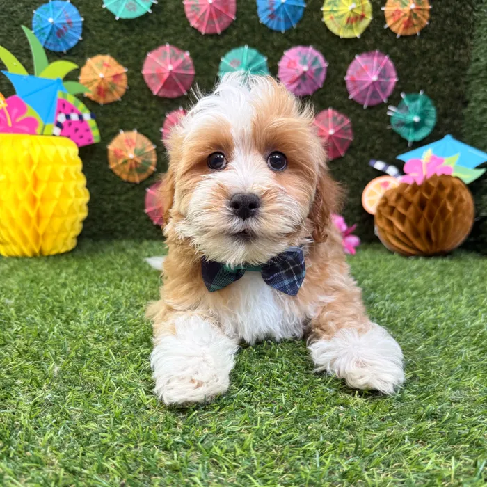 Male Lhasa-Poo puppy named Koda for sale at Puppy Dreams - Carrollton.