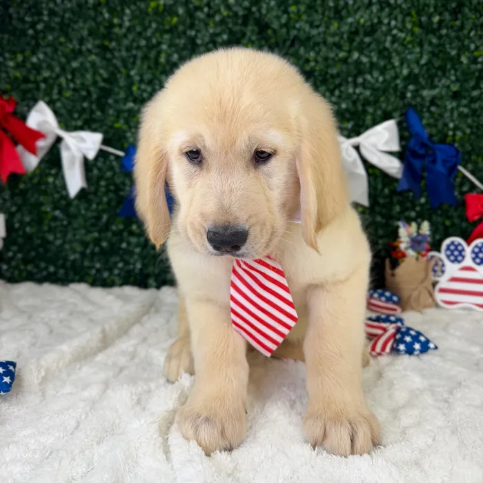 Male Golden Retriever puppy named Arlo for sale at Puppy Dreams - Garland.