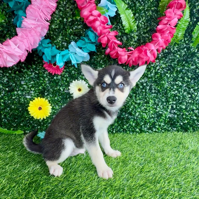 Male Alaskan Klee Kai puppy named Baja Blast for sale at Puppy Dreams - Denton.