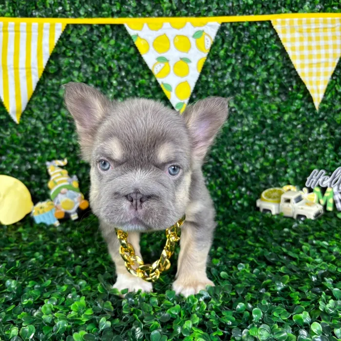 Male Fluffy French Bulldog puppy named Odin for sale at Puppy Dreams - North Richland Hills.