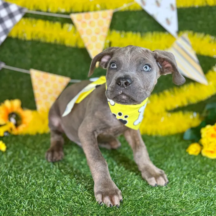 Male Cane Corso puppy named Dax for sale at Puppy Dreams - Arlington.