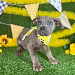 Male Cane Corso puppy named Dax for sale at Puppy Dreams - Arlington.