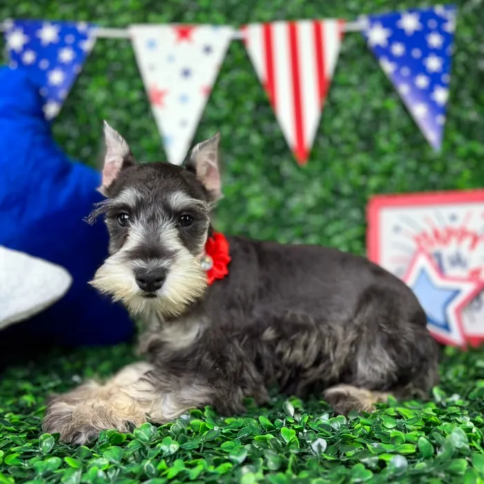 Female Mini Schnauzer puppy named Nova for sale at Puppy Dreams - North Richland Hills.