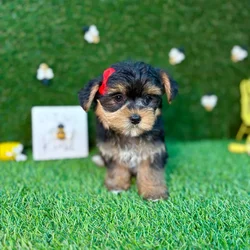 car_main_img_/media/ap_media/pets/USLMJINNUDCG124826.webp.250x250_q85.webp