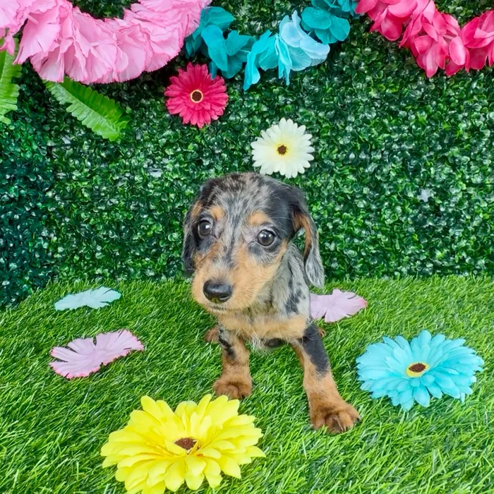 Female Dachshund puppy named Sandra Oh for sale at Puppy Dreams - Denton.
