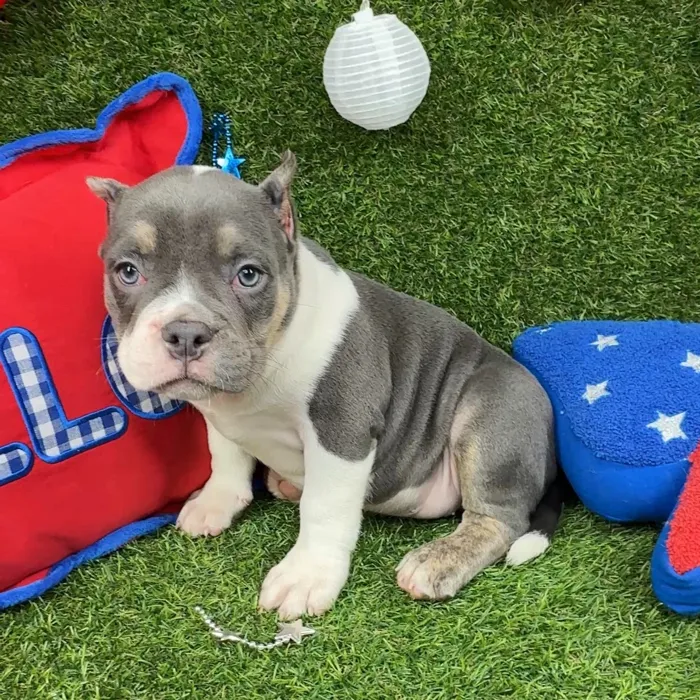 Female American Bully puppy named Raya for sale at Puppy Dreams - North Richland Hills.