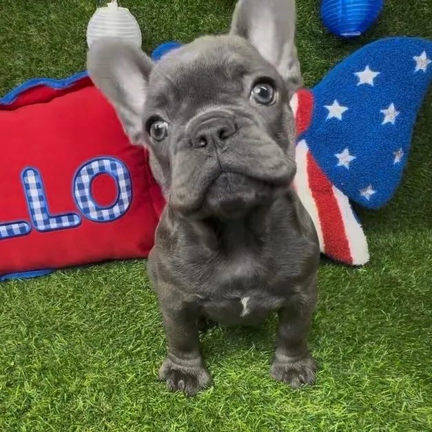 Female French Bulldog puppy named Pupcake for sale at Puppy Dreams - Arlington.