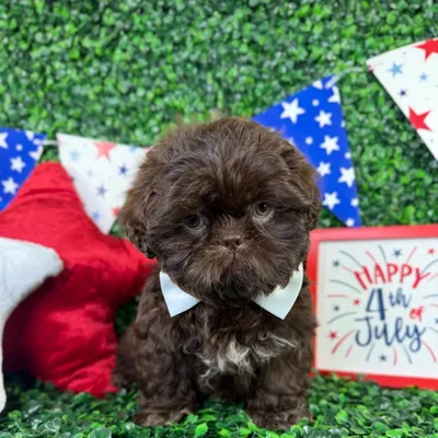 Male Shih Tzu puppy named Usher for sale at Puppy Dreams - North Richland Hills.