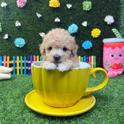 Male Poodle Toy puppy named June for sale at Puppy Dreams - Carrollton.
