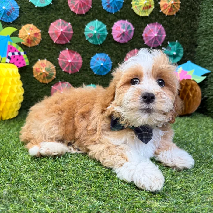 Male Lhasa-Poo puppy named Koda for sale at Puppy Dreams - Carrollton.