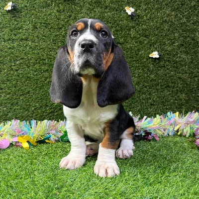 Female Basset Hound puppy named Stella for sale at Puppy Dreams - Carrollton.