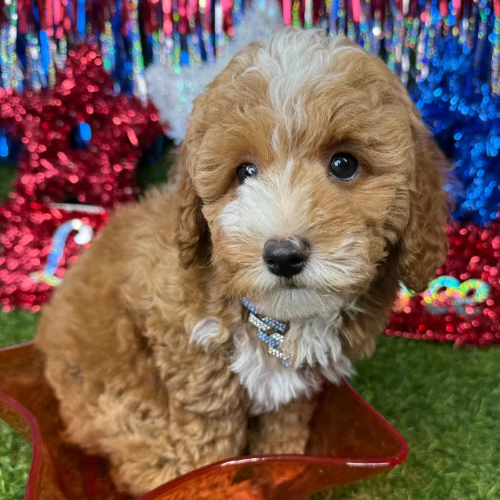 Male Poodle Toy puppy named Bagel for sale at Puppy Dreams - Arlington.