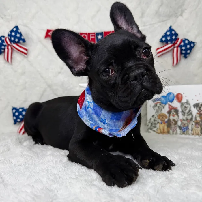 Male French Bulldog puppy named Duke for sale at Puppy Dreams - Garland.