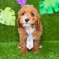 car_main_img_/media/ap_media/pets/UXBBXKLPJLVV131929.webp.250x250_q85.webp