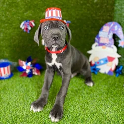 car_main_img_/media/ap_media/pets/UXHGHMQYNUKL129755.webp.250x250_q85.webp