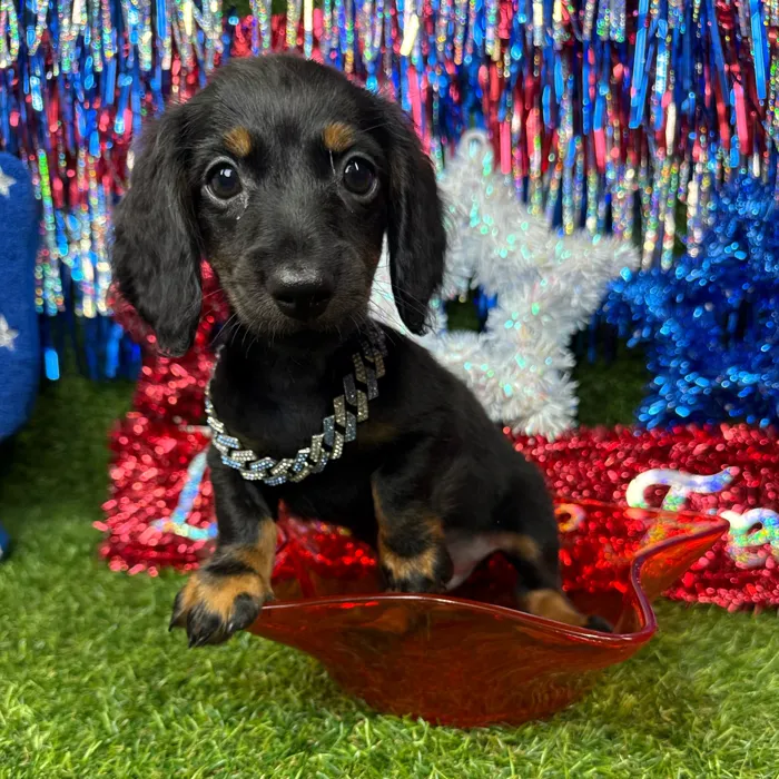 Male Dachshund puppy named Sunny for sale at Puppy Dreams - Arlington.