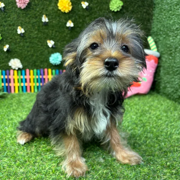 Male Yorkie puppy named Milo for sale at Puppy Dreams - Carrollton.