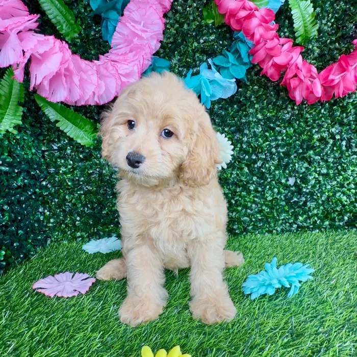 Male Cockapoo puppy named Jason Mamoa for sale at Puppy Dreams - Denton.