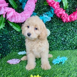 Male Cockapoo puppy named Jason Mamoa for sale at Puppy Dreams - Denton.