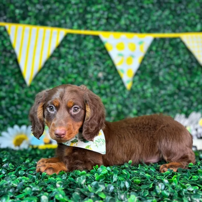 Male Dachshund puppy named Oreo for sale at Puppy Dreams - North Richland Hills.