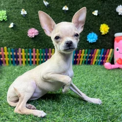 Female Chihuahua puppy named Rosie for sale at Puppy Dreams - Carrollton.
