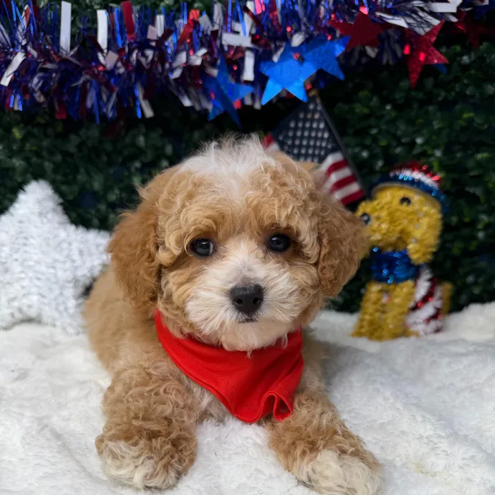 Male Mini Poodle puppy named Milo for sale at Puppy Dreams - Garland.