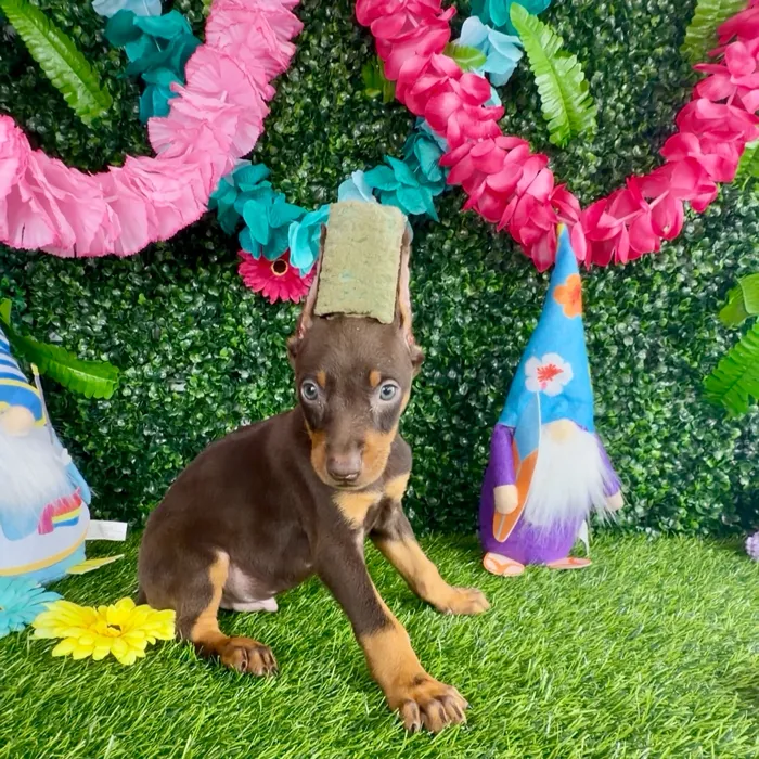 Male Doberman Pinscher puppy named Hamilton for sale at Puppy Dreams - Denton.