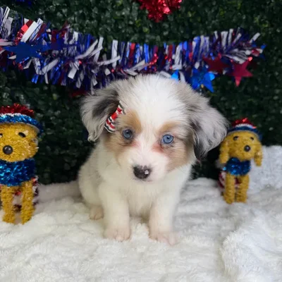 Female Mini Aussie puppy named Xena for sale at Puppy Dreams - Garland.