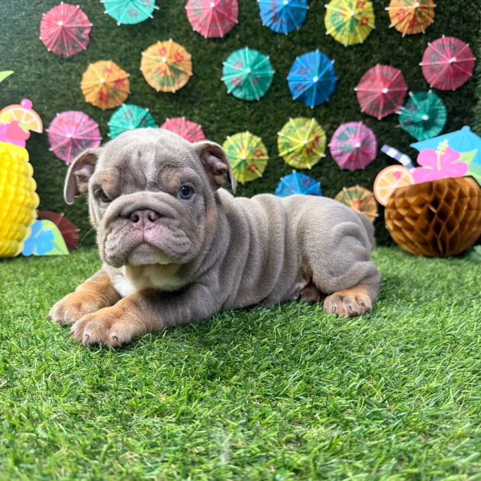 Male English Bulldog puppy named Chubs for sale at Puppy Dreams - Carrollton.
