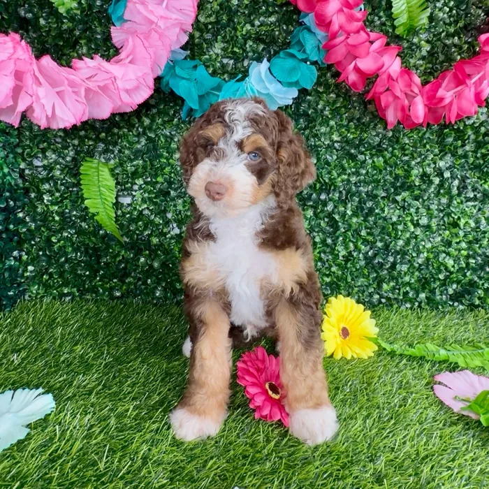 Male Bernedoodle Mini puppy named Rocky Road for sale at Puppy Dreams - Denton.