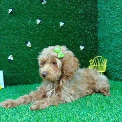car_main_img_/media/ap_media/pets/VCHAGTYHJIMA120673.webp.250x250_q85.webp