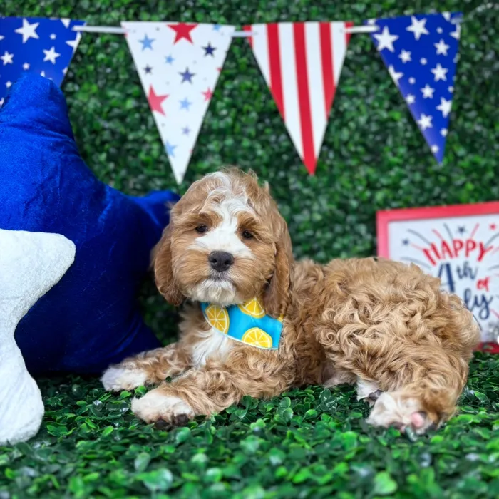 Male Cockapoo puppy named Archie for sale at Puppy Dreams - North Richland Hills.