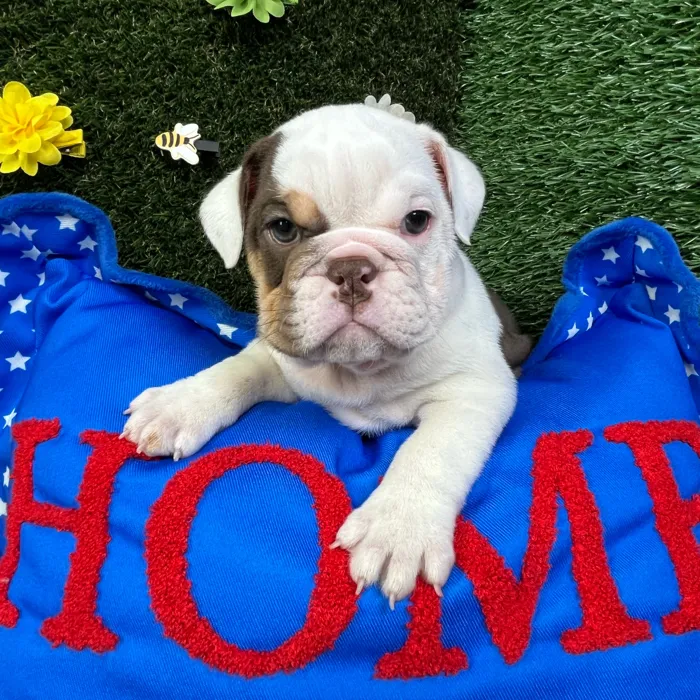 Male English Bulldog puppy named Sausage for sale at Puppy Dreams - Carrollton.