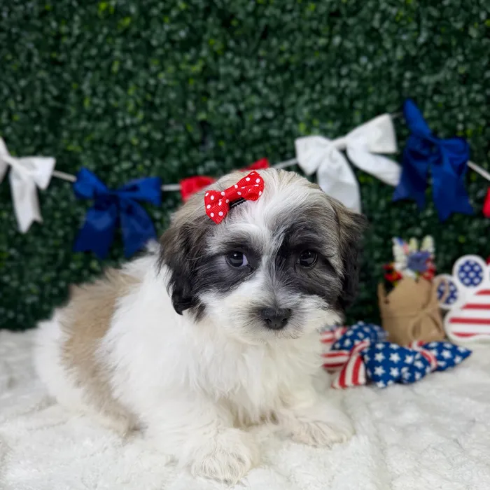 Female Teddy Bear puppy named Poppy for sale at Puppy Dreams - Garland.