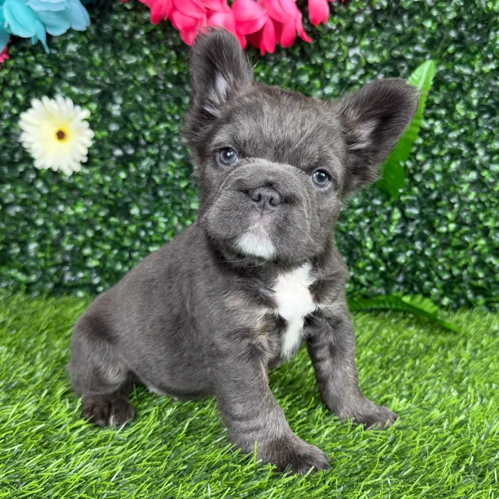 Female Fluffy French Bulldog puppy named Leah for sale at Puppy Dreams - Denton.