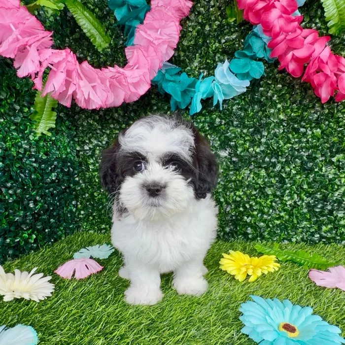 Female Shipoo puppy named Oreo for sale at Puppy Dreams - Denton.