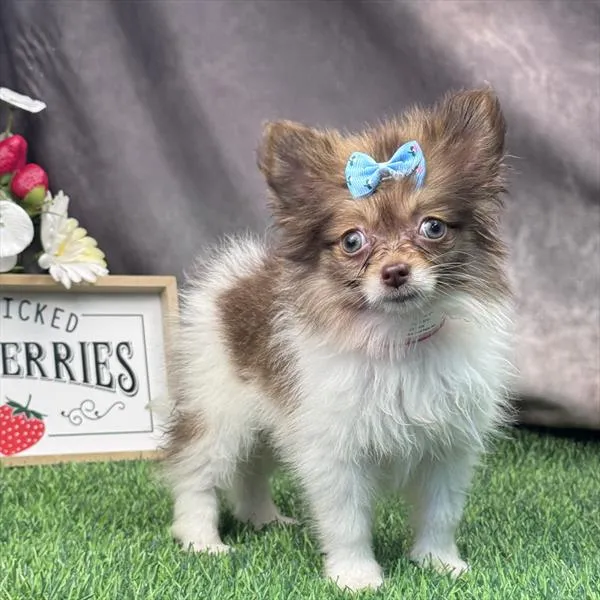 Female Pomeranian puppy named Lizzy for sale at Puppy Dreams - Garland.