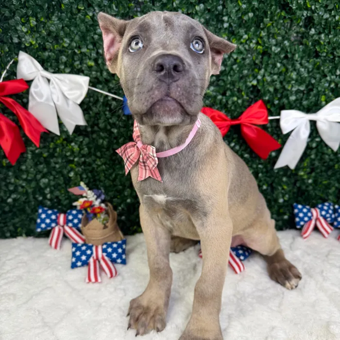 Female Cane Corso puppy named Kaia for sale at Puppy Dreams - Garland.
