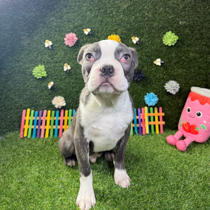 Male Frenchton puppy named Buster for sale at Puppy Dreams - Carrollton.