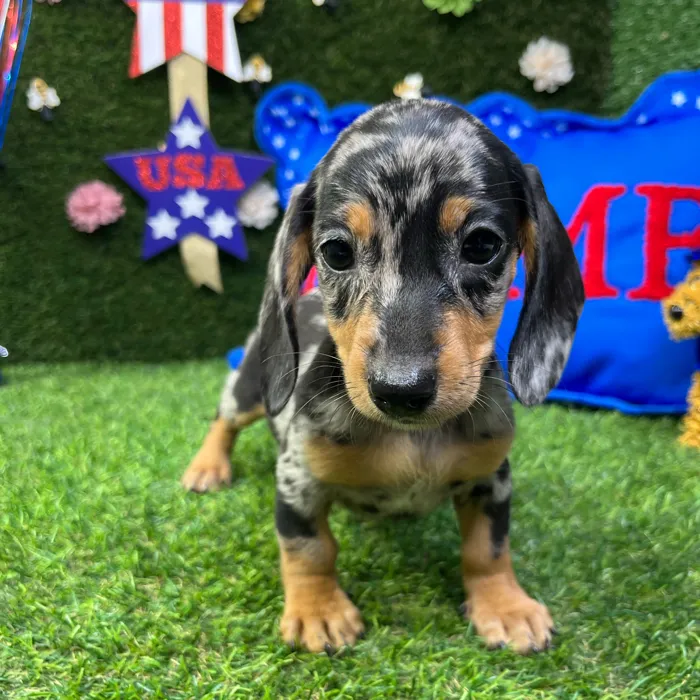 Female Dachshund puppy named Hermione for sale at Puppy Dreams - Carrollton.
