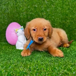 car_main_img_/media/ap_media/pets/VFECRTXAWITE114460.webp.250x250_q85.webp