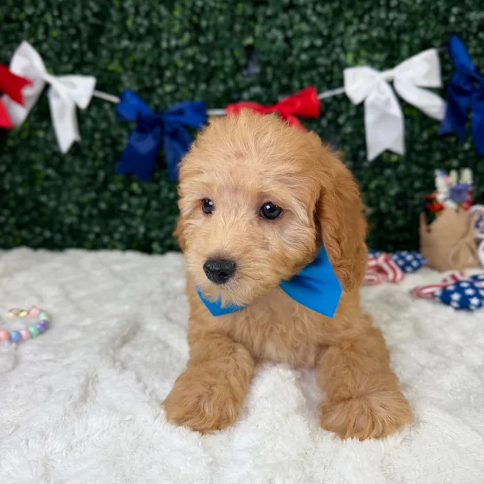 Male Mini Poodle puppy named Baxter for sale at Puppy Dreams - Garland.