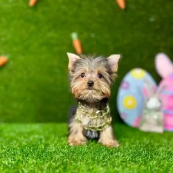 car_main_img_/media/ap_media/pets/VHLSYHCPLCZK116849.webp.250x250_q85.webp