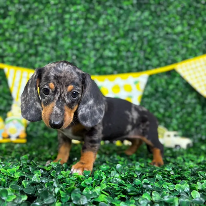 Female Dachshund puppy named Diana for sale at Puppy Dreams - North Richland Hills.